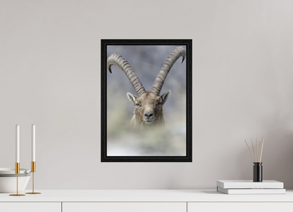 Bouquetin / Ibex
