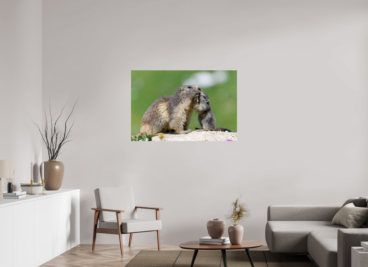 Marmotte / Groundhog