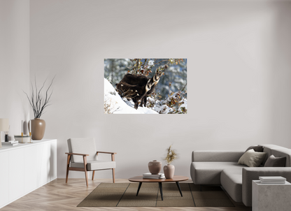 Chamois