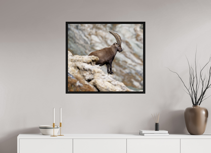 Bouquetin / Ibex