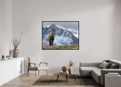 Bouquetin / Ibex