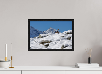 Bouquetin / Ibex