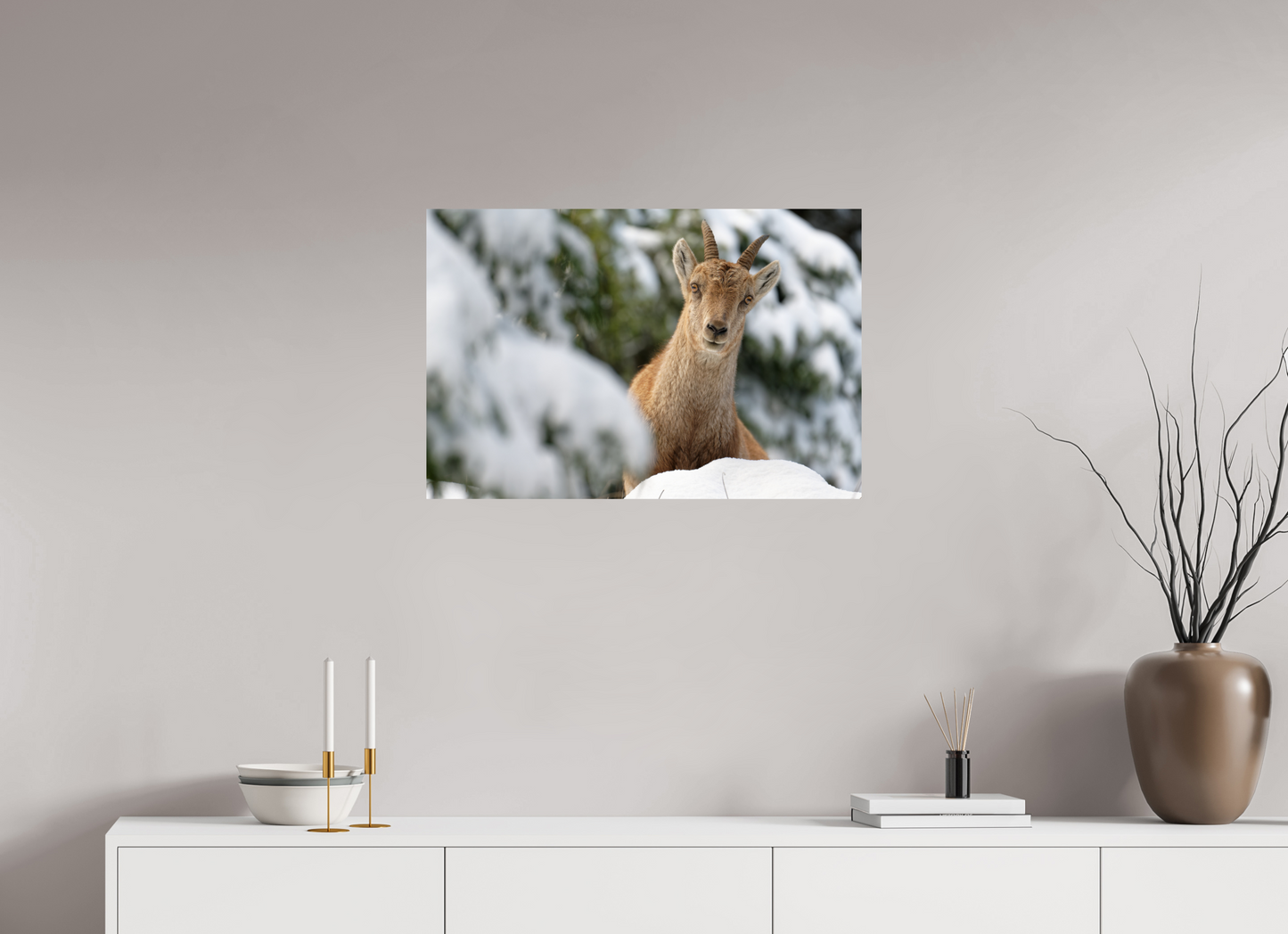 Bouquetin / Ibex