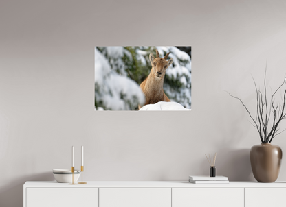 Bouquetin / Ibex