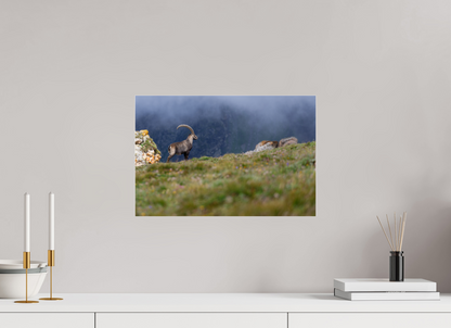 Bouquetin / Ibex