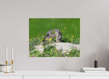 Marmotte / Groundhog