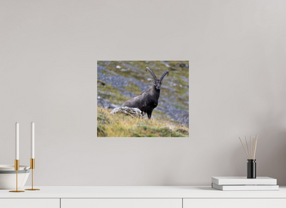 Bouquetin / Ibex