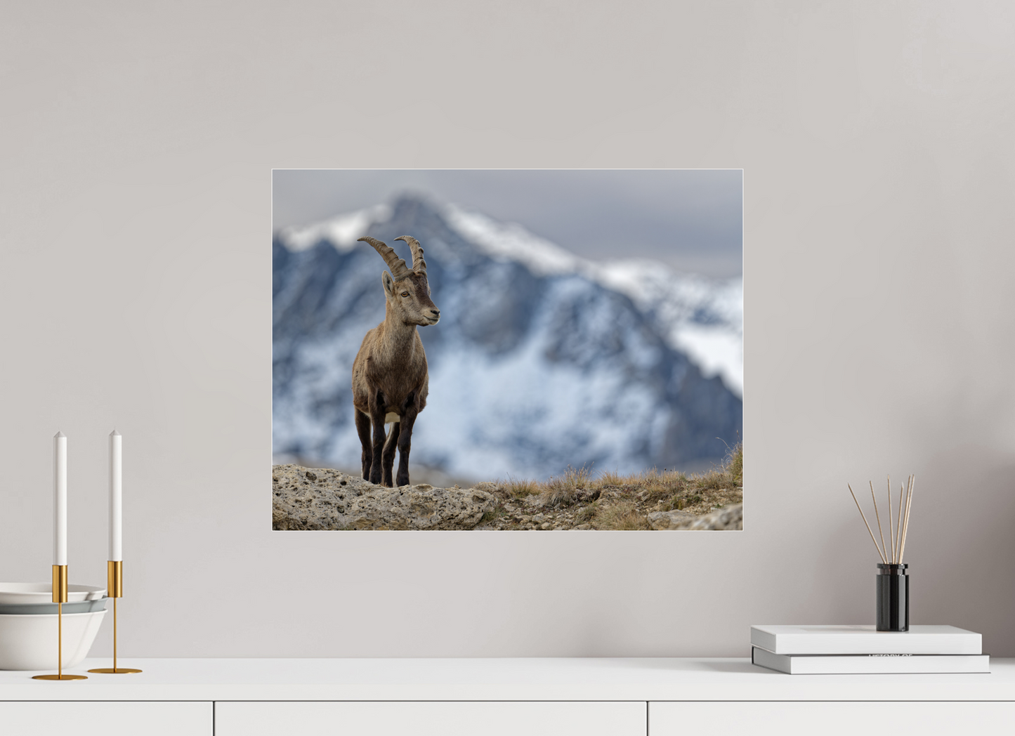 Bouquetin / Ibex