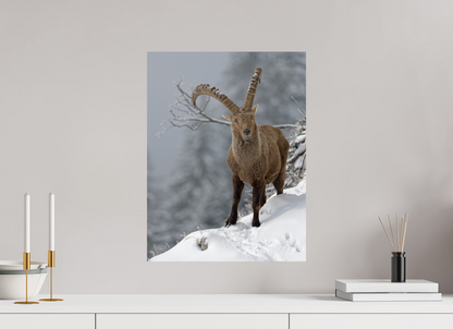 Bouquetin / Ibex
