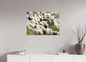 Autres animaux / Other animals