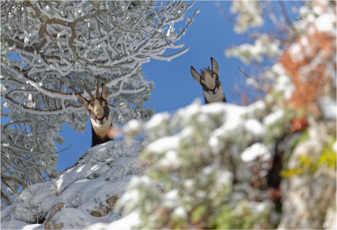 Chamois