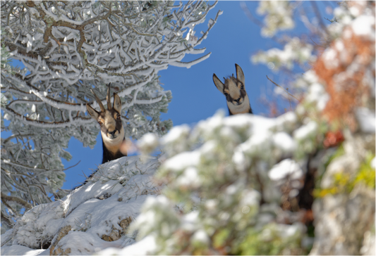 Chamois