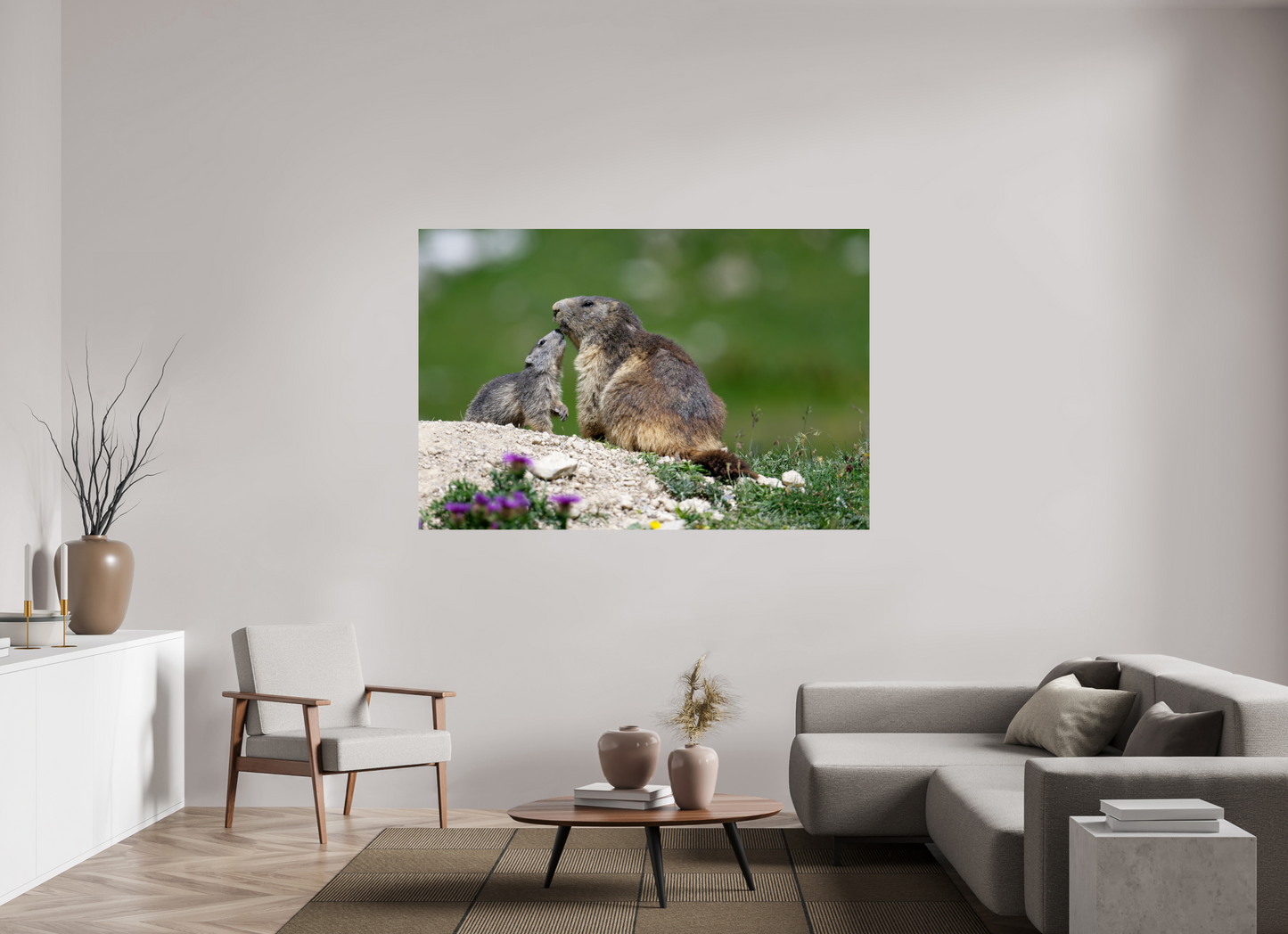 Marmotte / Groundhog