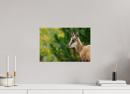 Chamois
