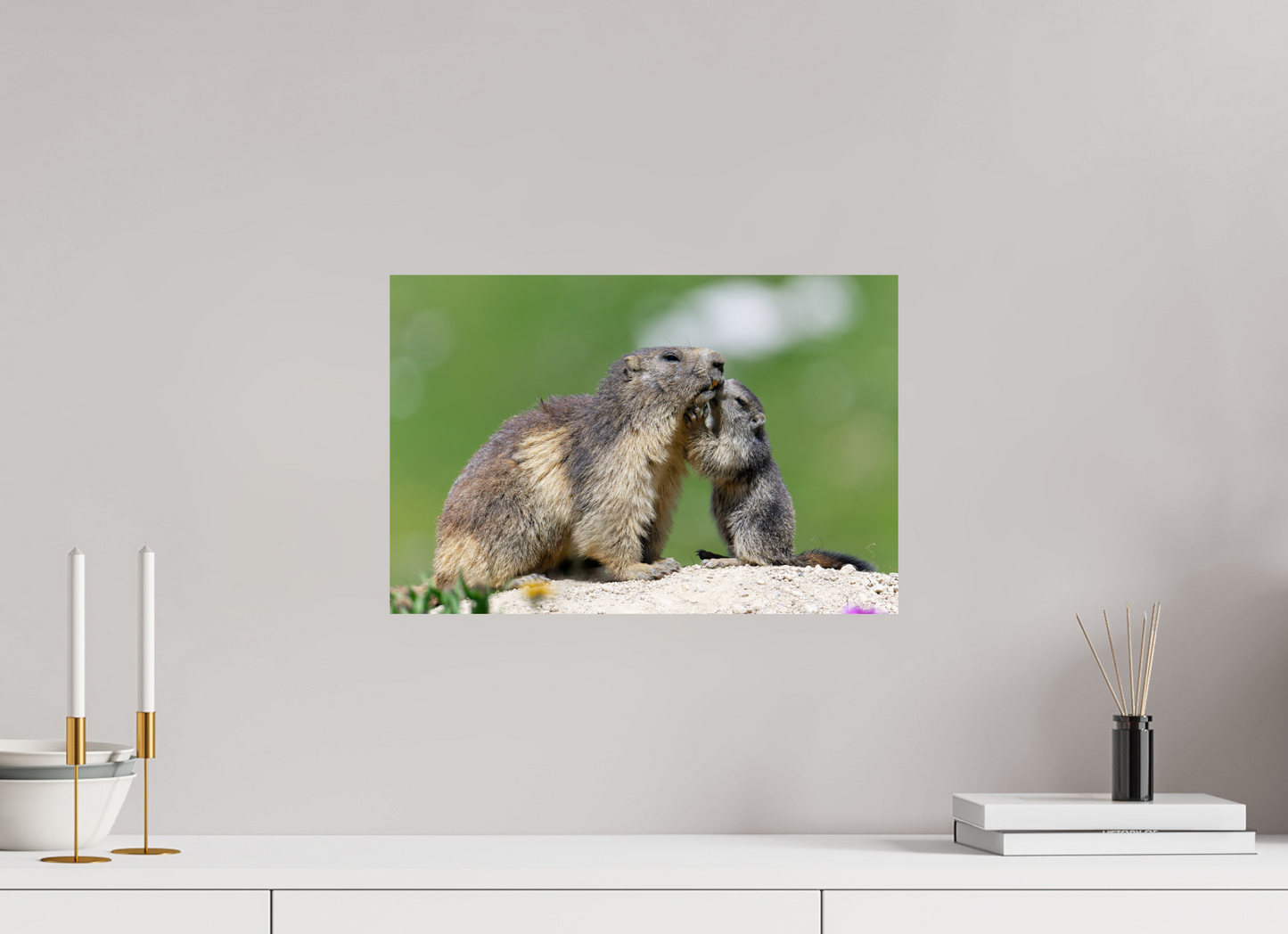 Marmotte / Groundhog