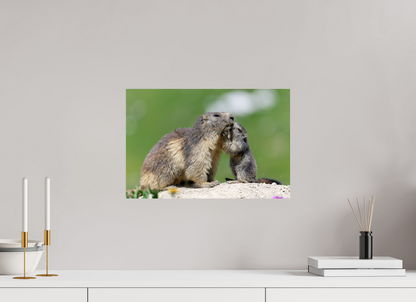 Marmotte / Groundhog
