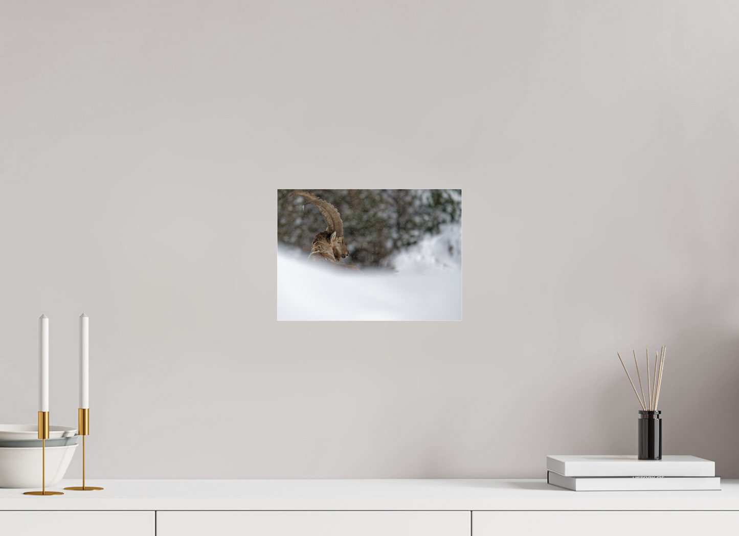 Bouquetin / Ibex