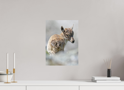Bouquetin / Ibex