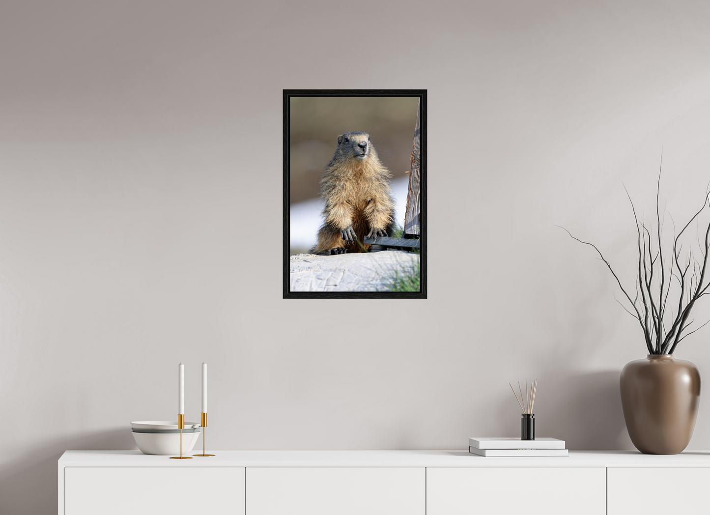 Marmotte / Groundhog