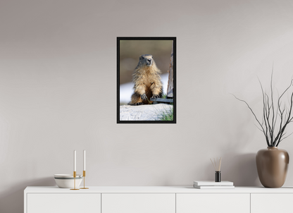Marmotte / Groundhog