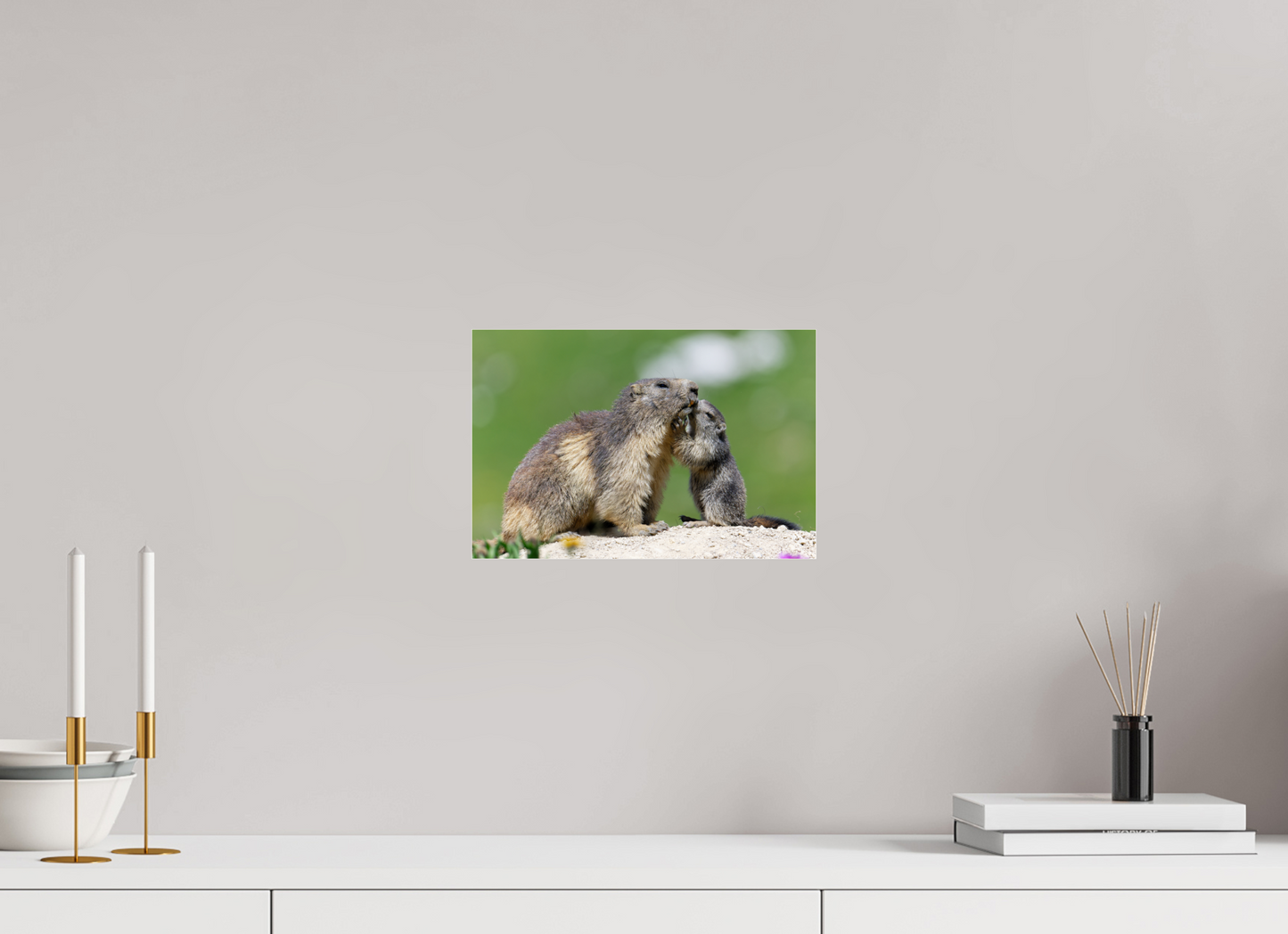 Marmotte / Groundhog