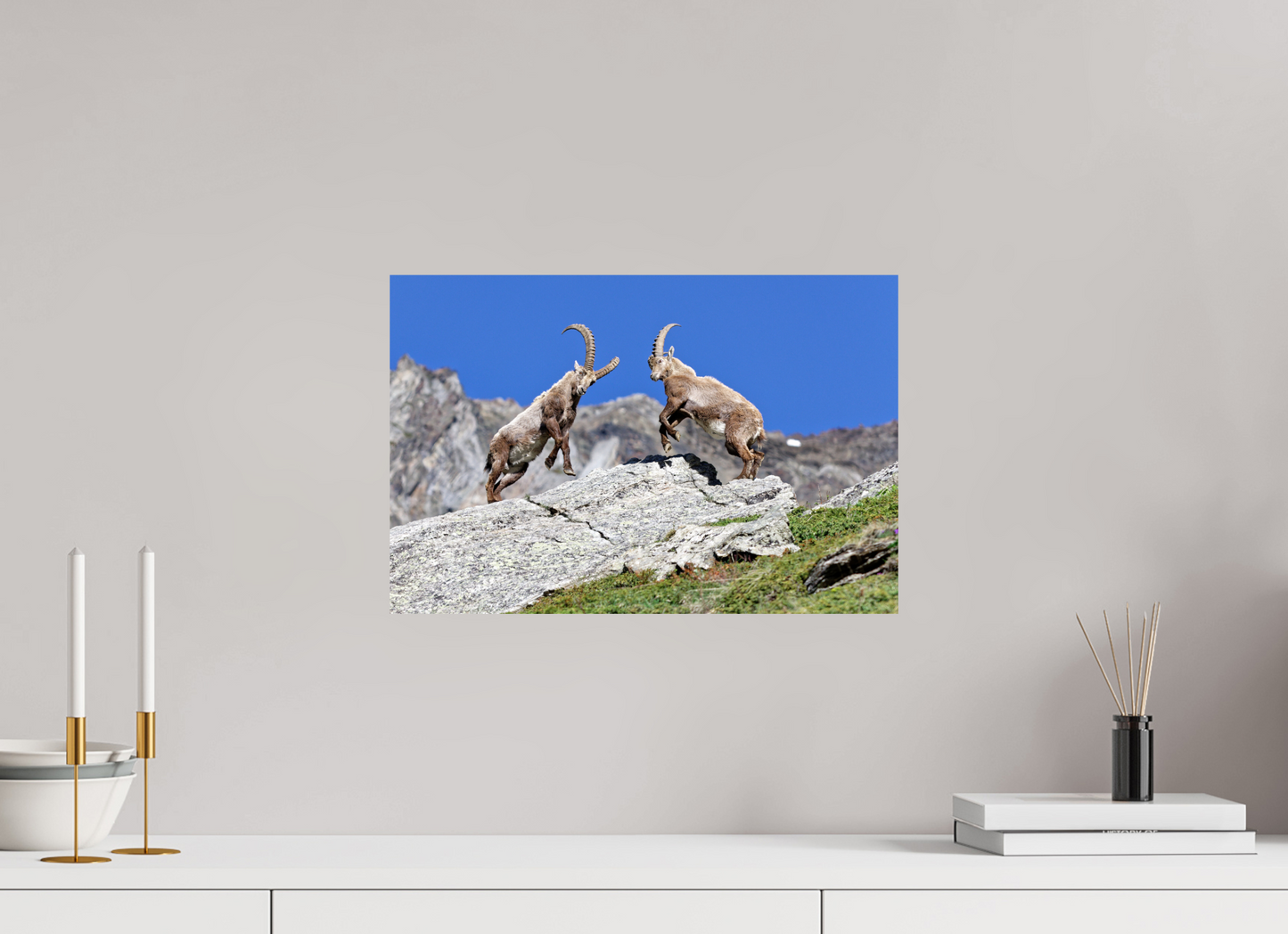 Bouquetin / Ibex
