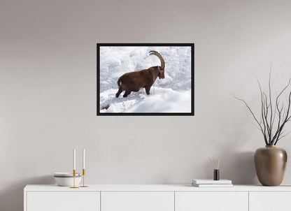 Bouquetin / Ibex