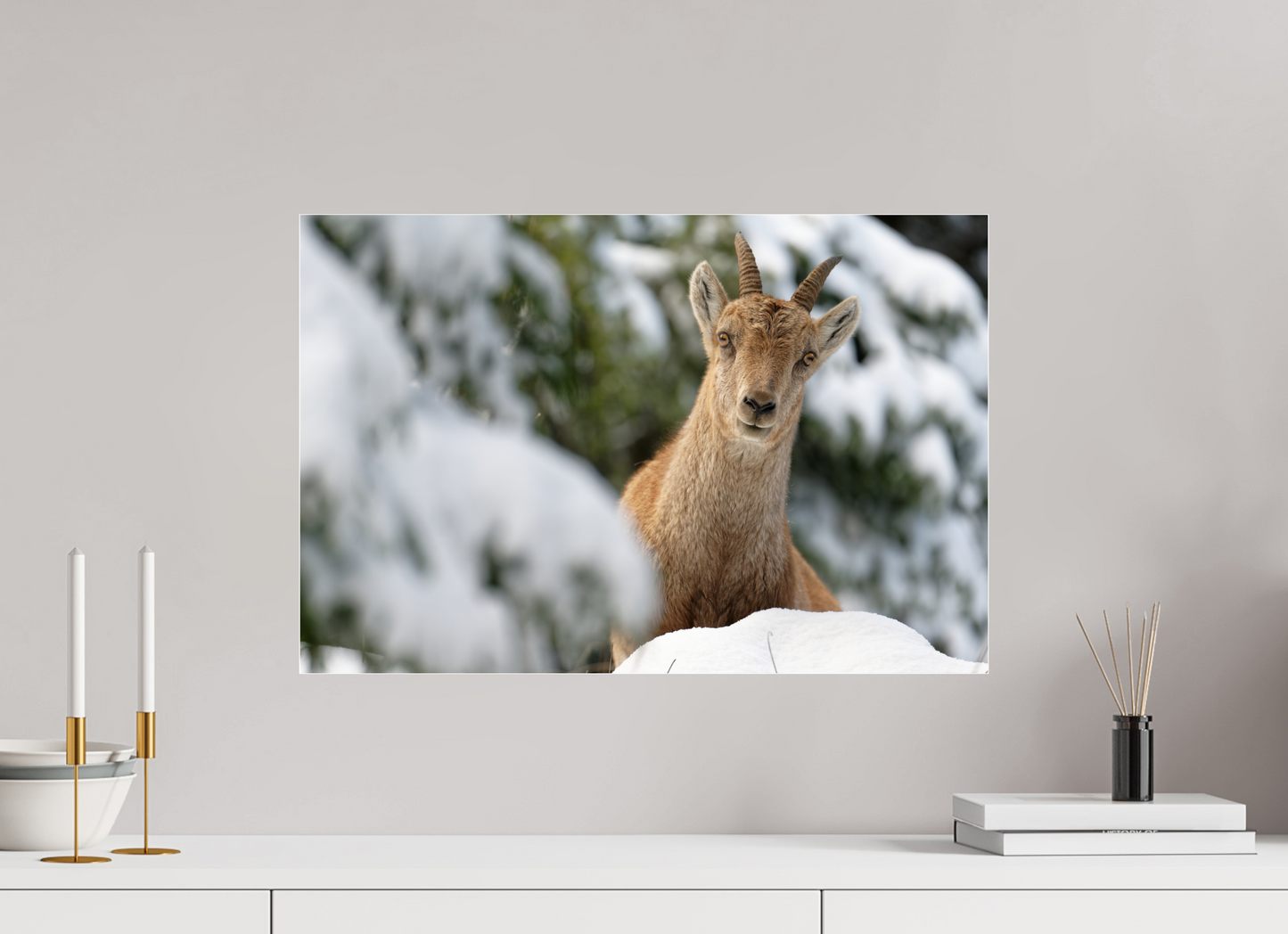 Bouquetin / Ibex