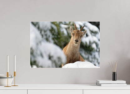Bouquetin / Ibex