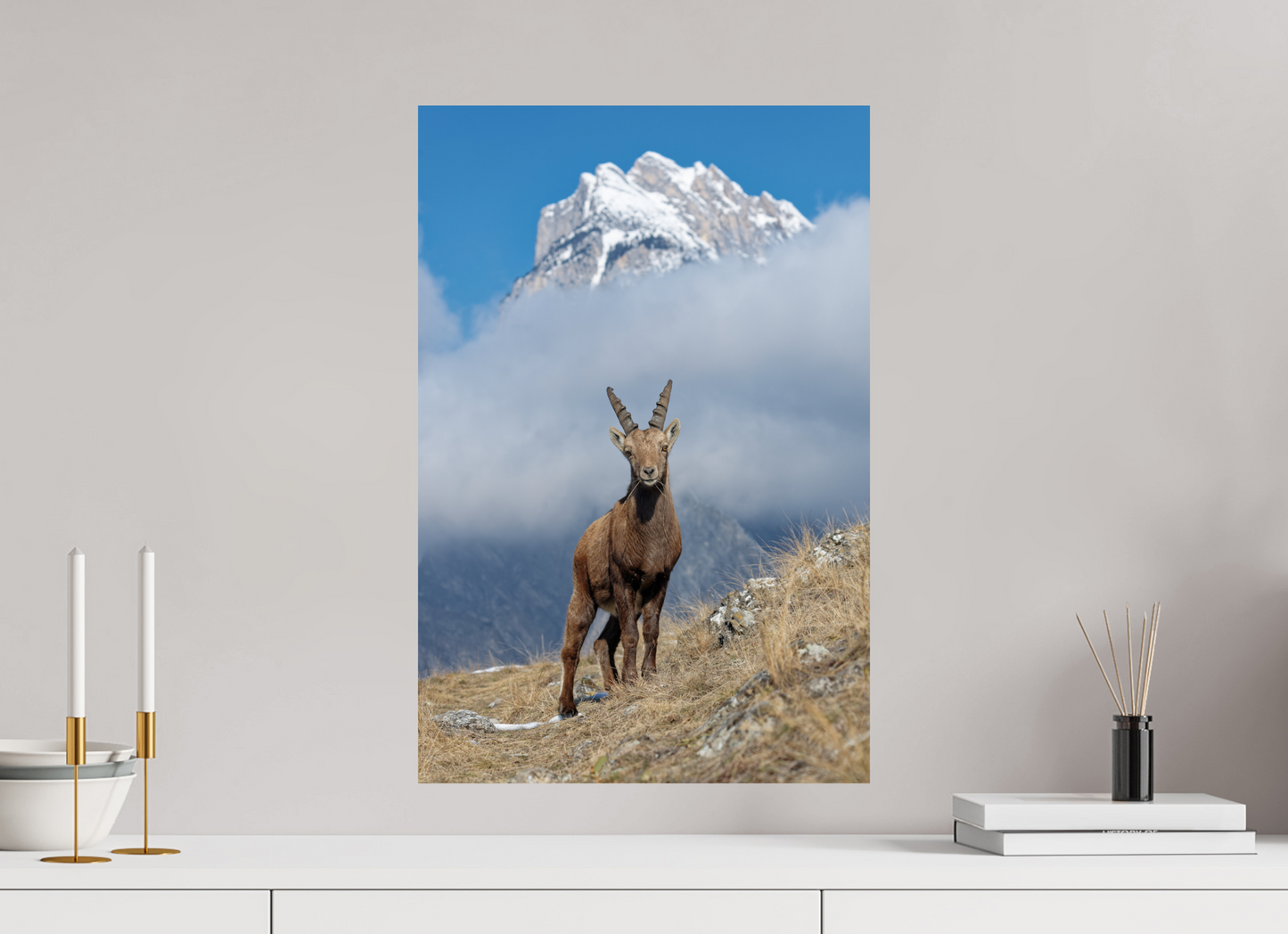 Bouquetin / Ibex