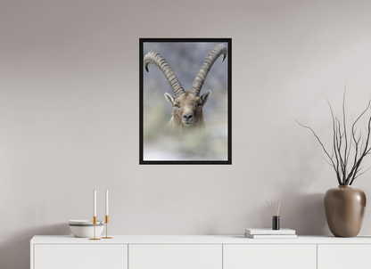 Bouquetin / Ibex