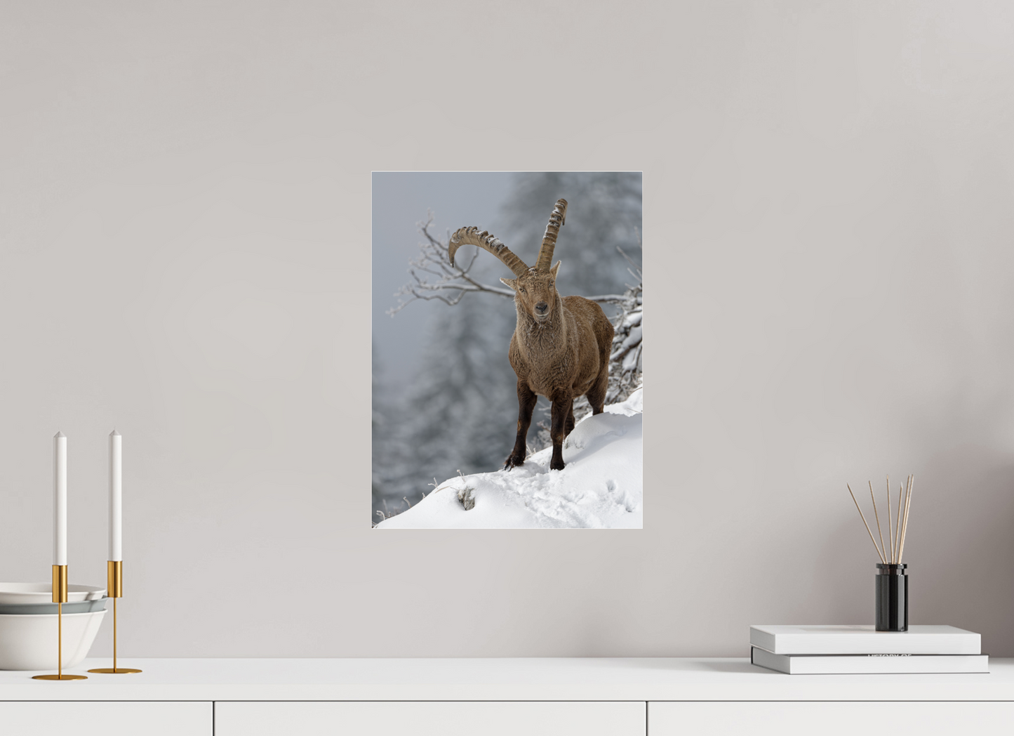 Bouquetin / Ibex
