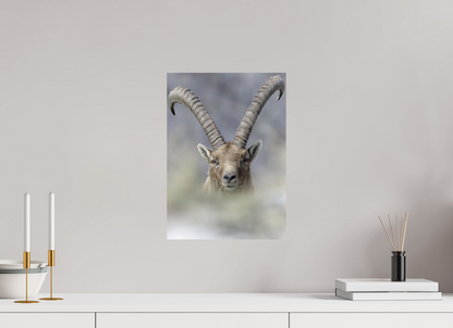 Bouquetin / Ibex