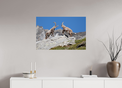 90 x 60 cm, Photo Print Under Acrylic Glass Bouquetin / Ibex