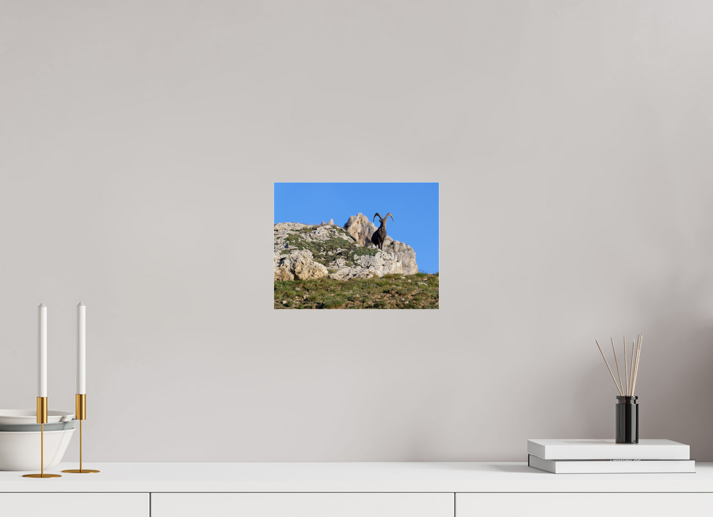 Bouquetin / Ibex