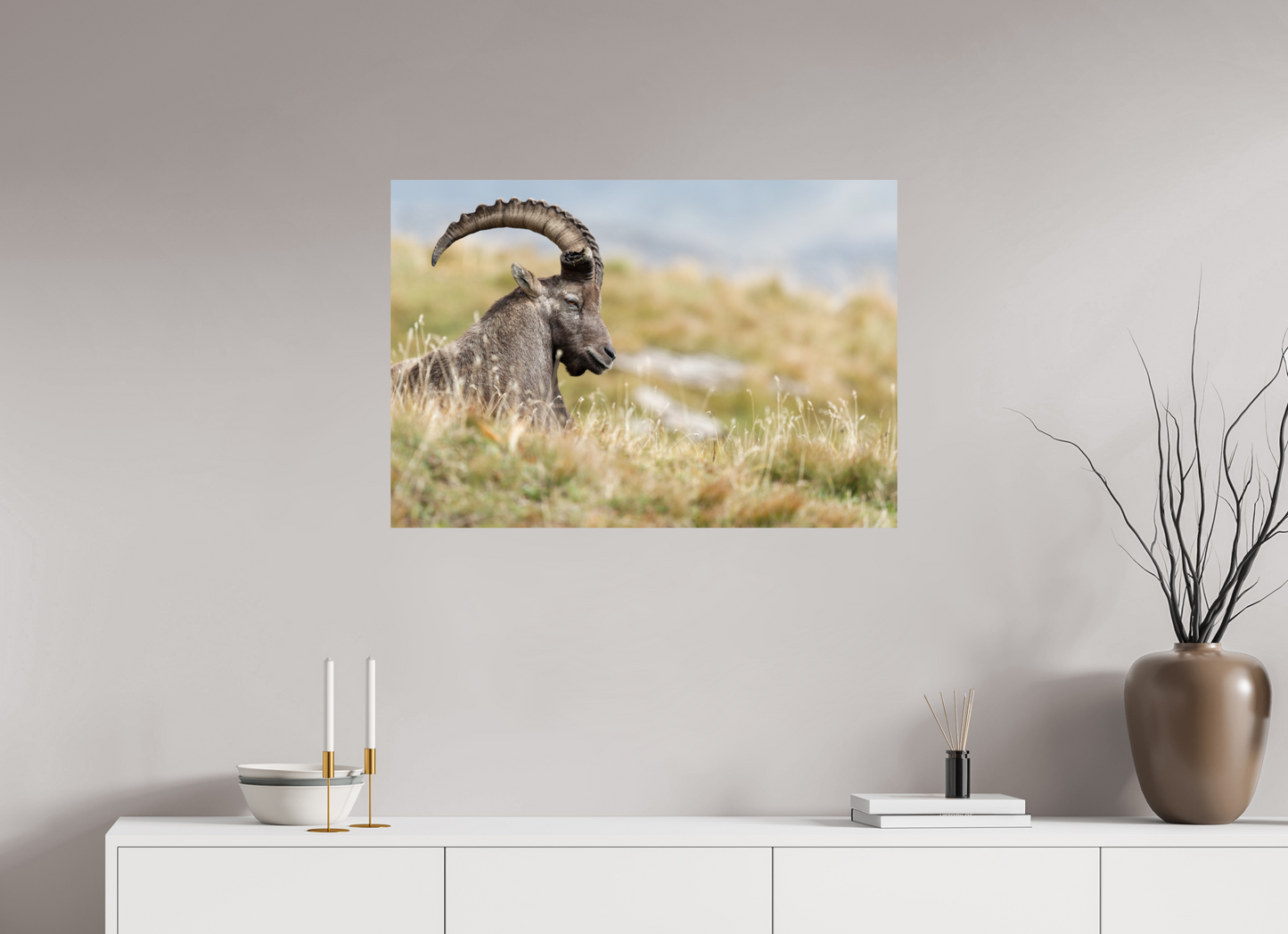 Bouquetin / Ibex