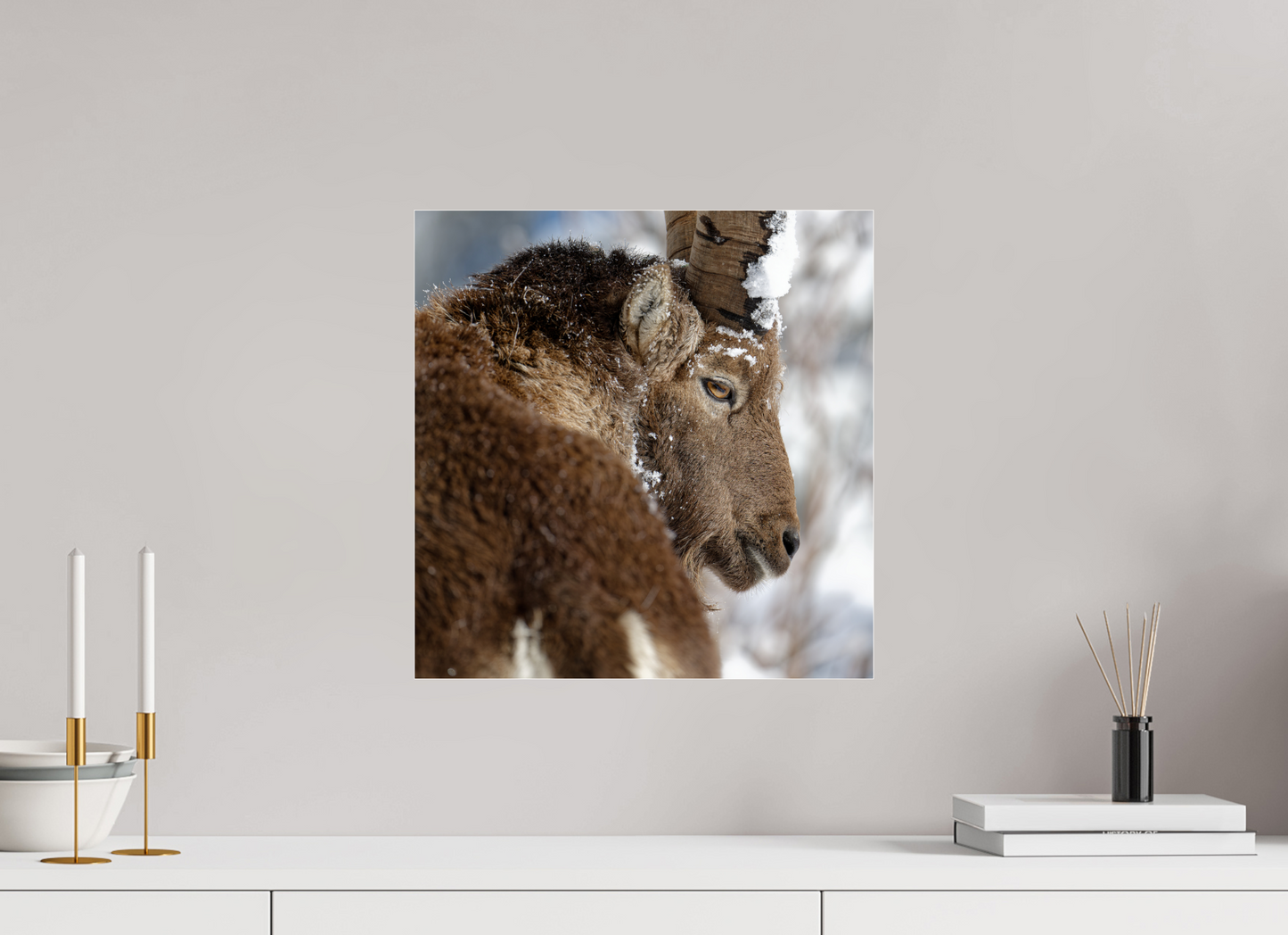 Bouquetin / Ibex
