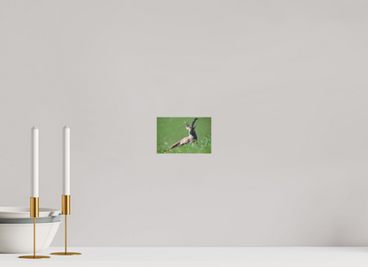 Bouquetin / Ibex