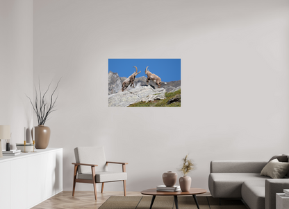 105 x 70 cm, Photo Print On Fuji Crystal DP II Bouquetin / Ibex