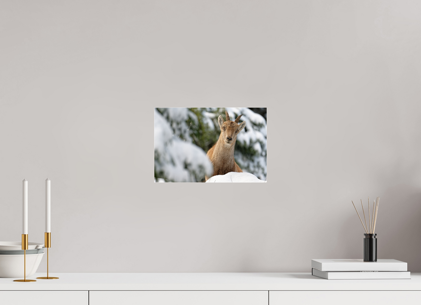 Bouquetin / Ibex