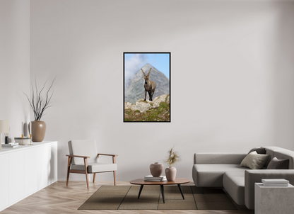 Bouquetin / Ibex