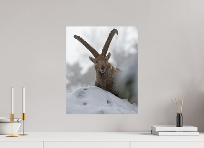 Bouquetin / Ibex