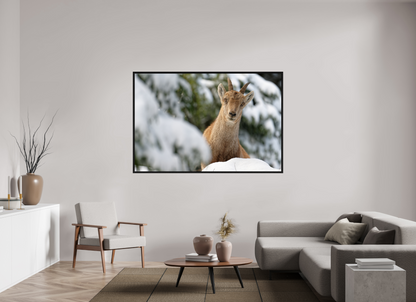 Bouquetin / Ibex