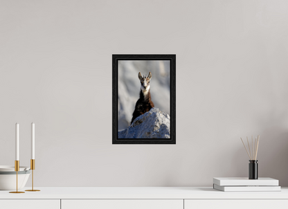 Chamois