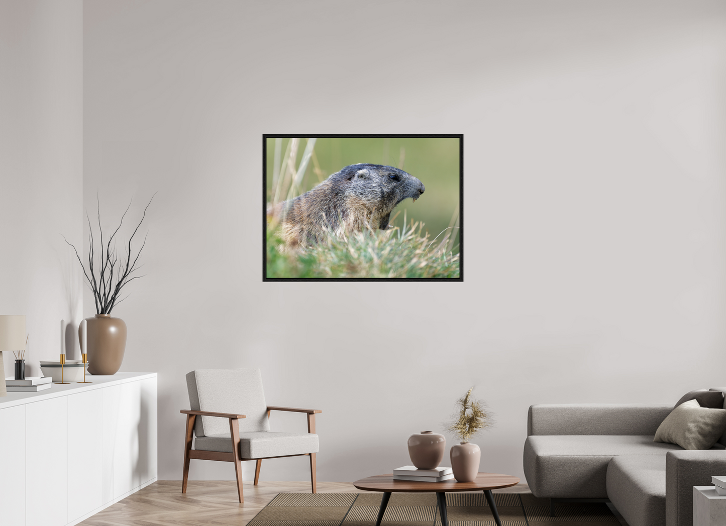Marmotte / Groundhog