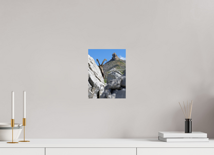 Bouquetin / Ibex