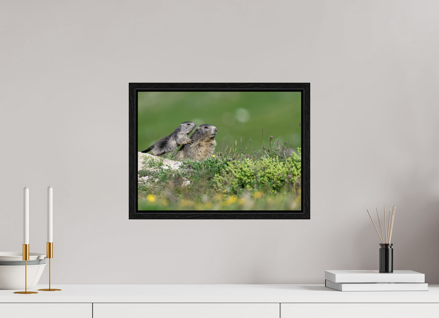 Marmotte / Groundhog