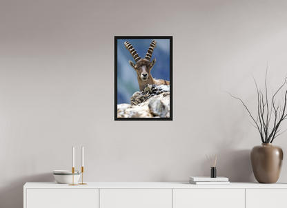 Bouquetin / Ibex