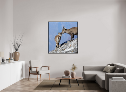 Bouquetin / Ibex