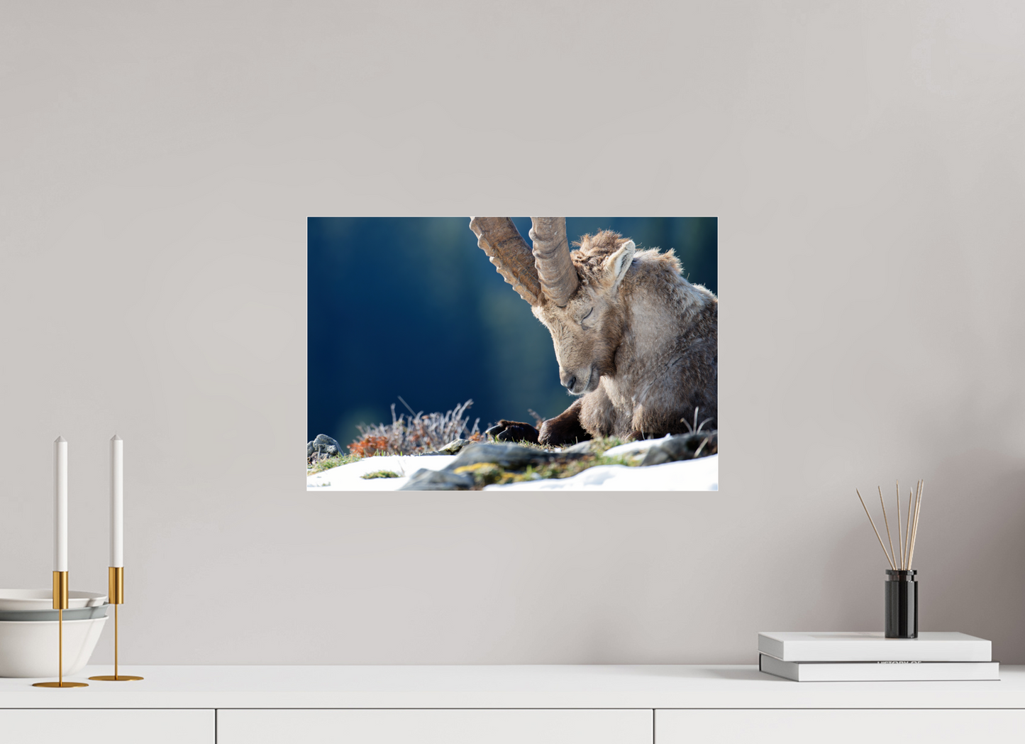 Bouquetin / Ibex